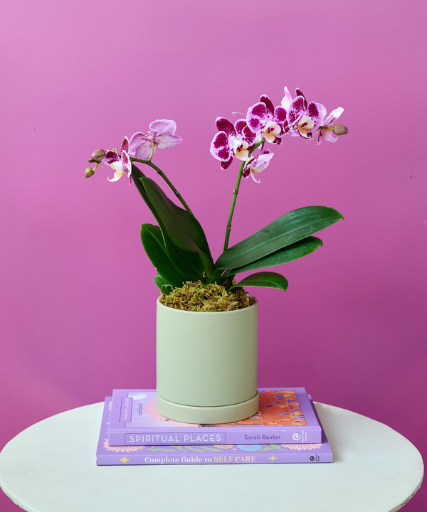 Mini Orchid