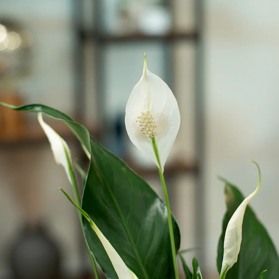 Peace Lily Sympathy Plant Delivery in Chicago, Detroit, Milwaukee