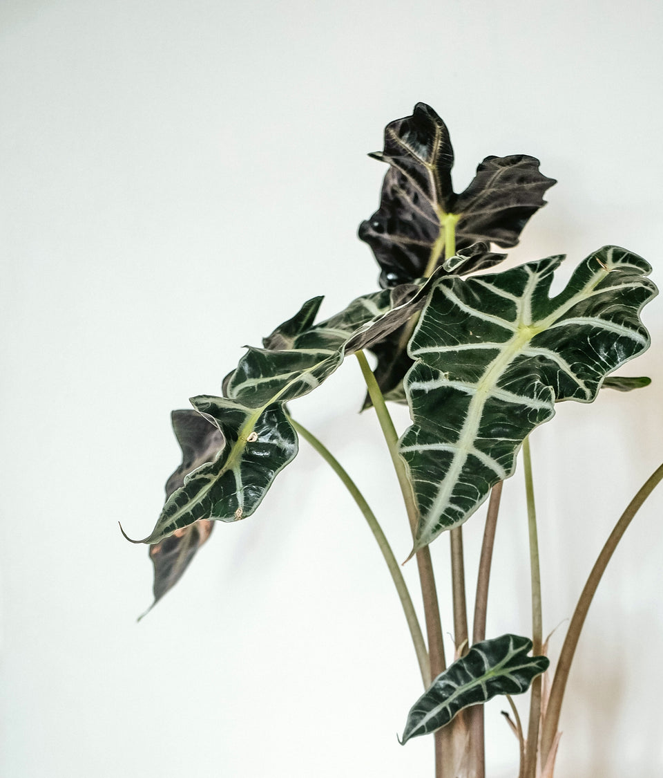 Alocasia