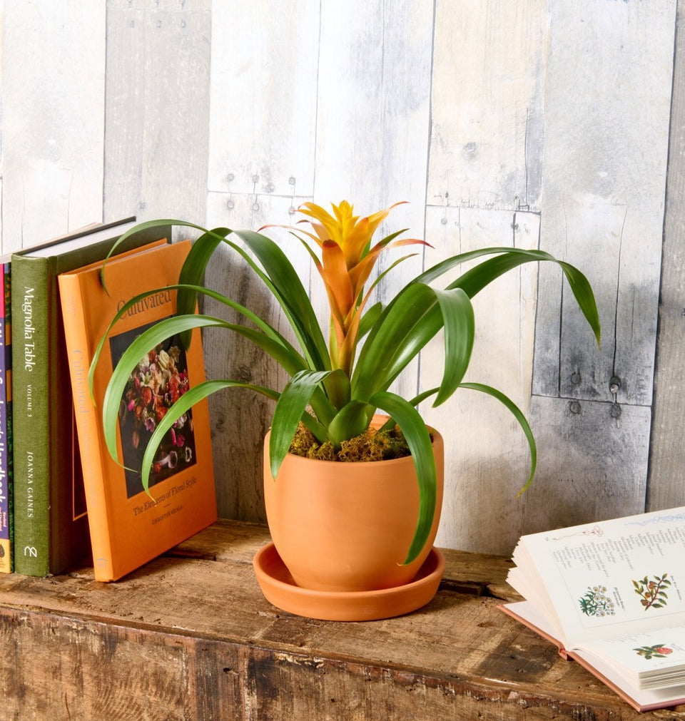 Our local flower shops create this beautiful Bromeliad bouquet for our customers