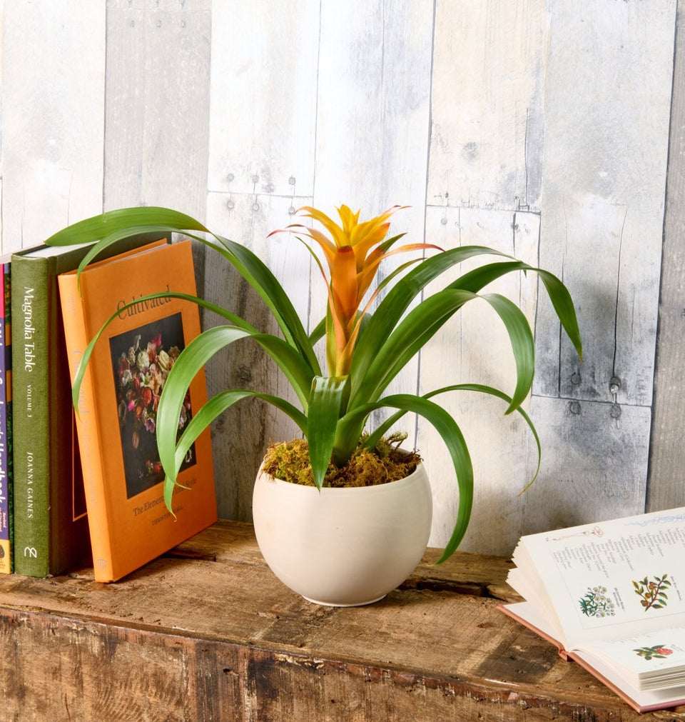 Bromeliad - Flowers for Dreams