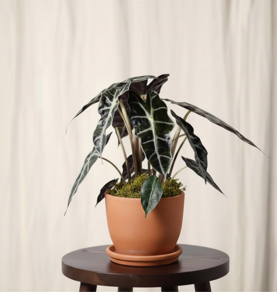 Large Alocasia plant in a Baden pot, premium tropical houseplant gift