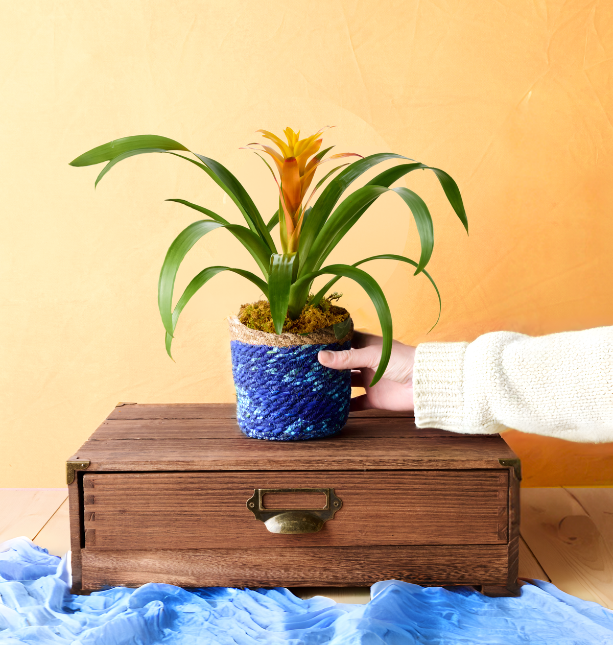 Bromeliad plant with bold tropical foliage and vibrant flower spike