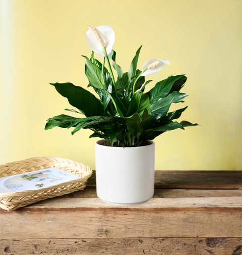 Peace Lily Sympathy Plant Delivery in Chicago, Detroit, Milwaukee