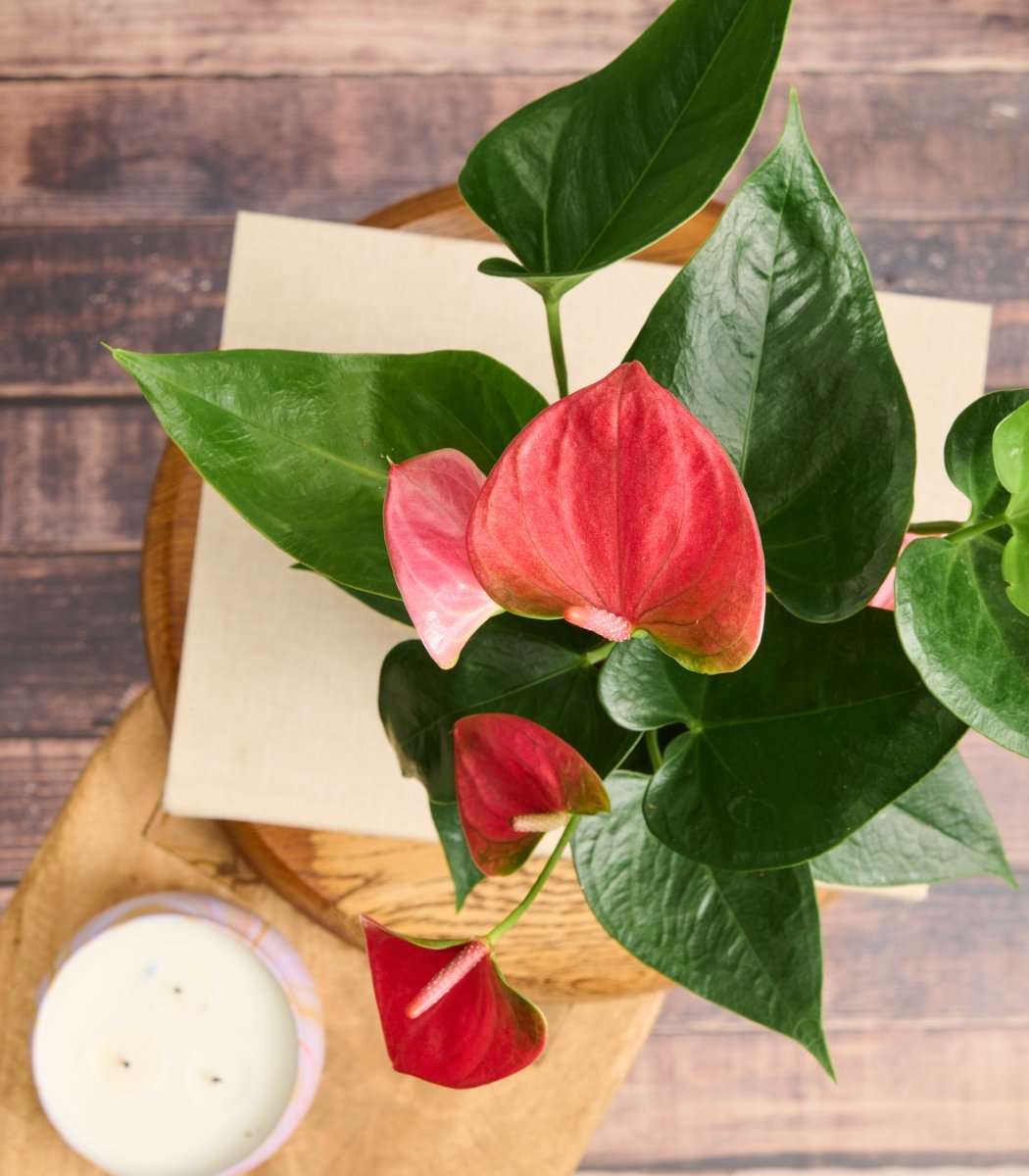 Sympathy Flowers and Arrangements for delivery across the Midwest