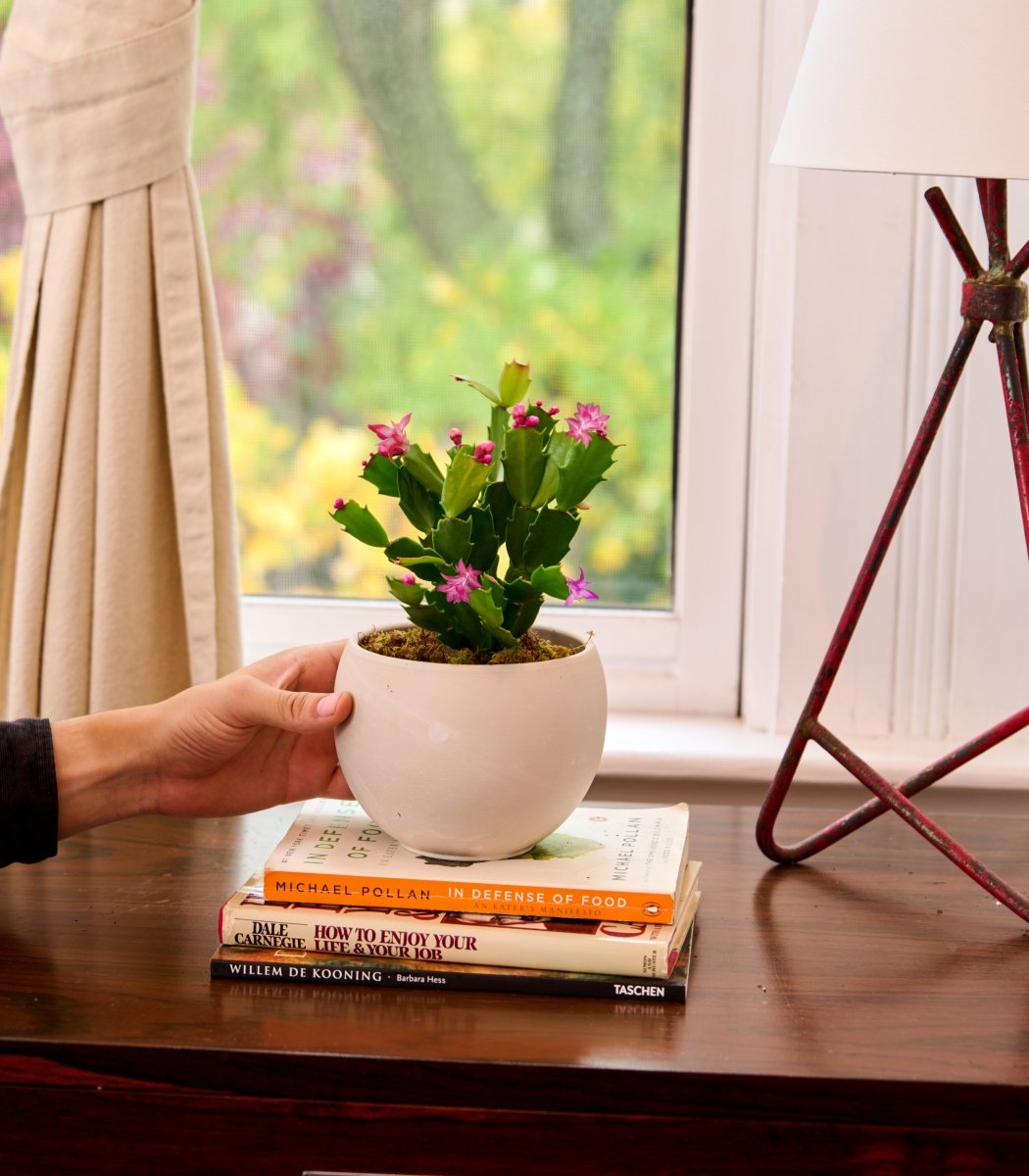 Christmas Cactus - Flowers for Dreams