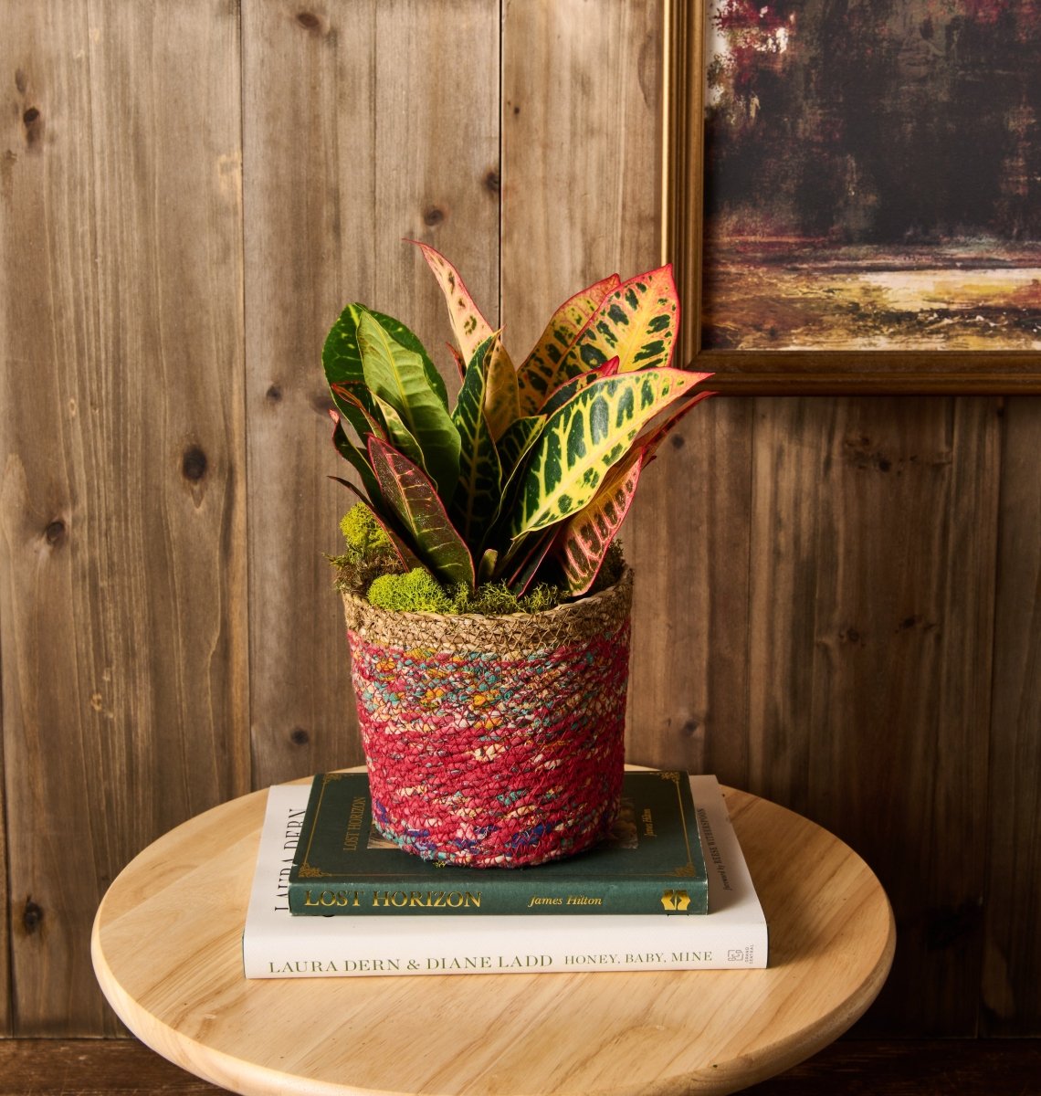 Croton Plant - Flowers for Dreams