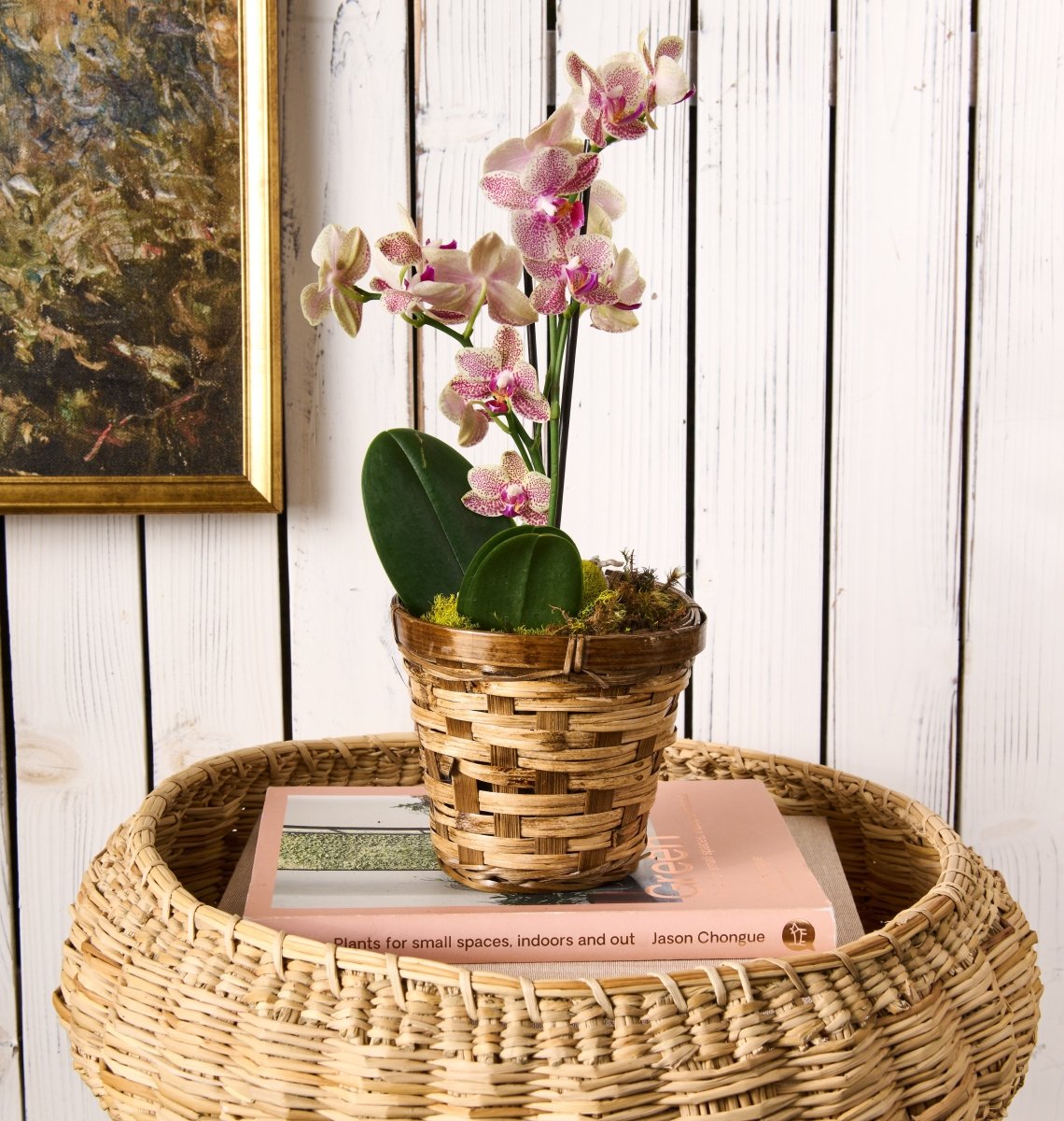 Mini Orchid - Flowers for Dreams
