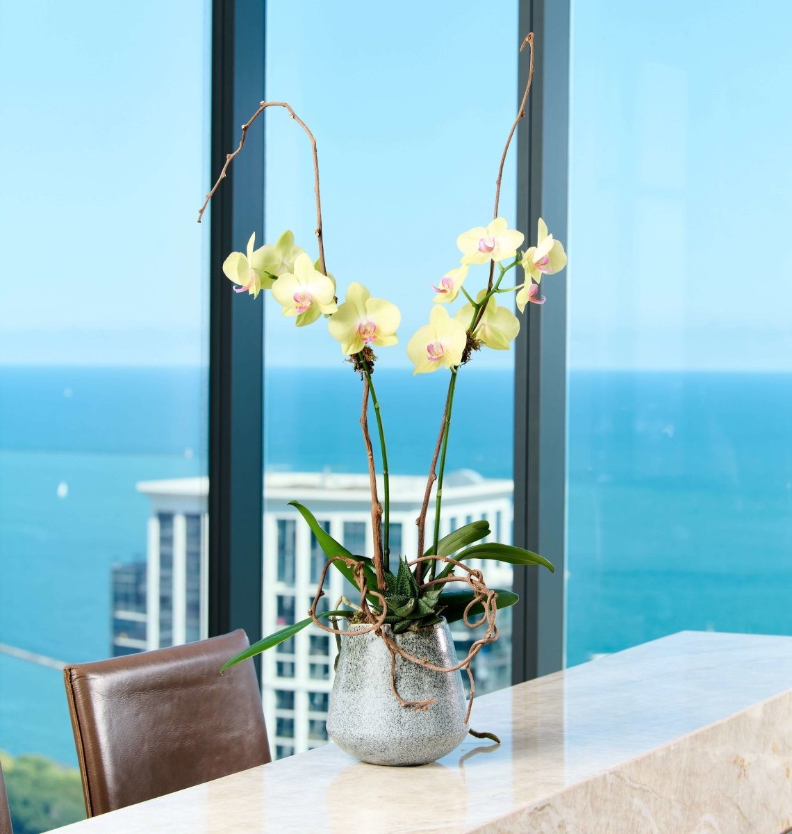 Plant Rotational Subscription - Flowers for Dreams
